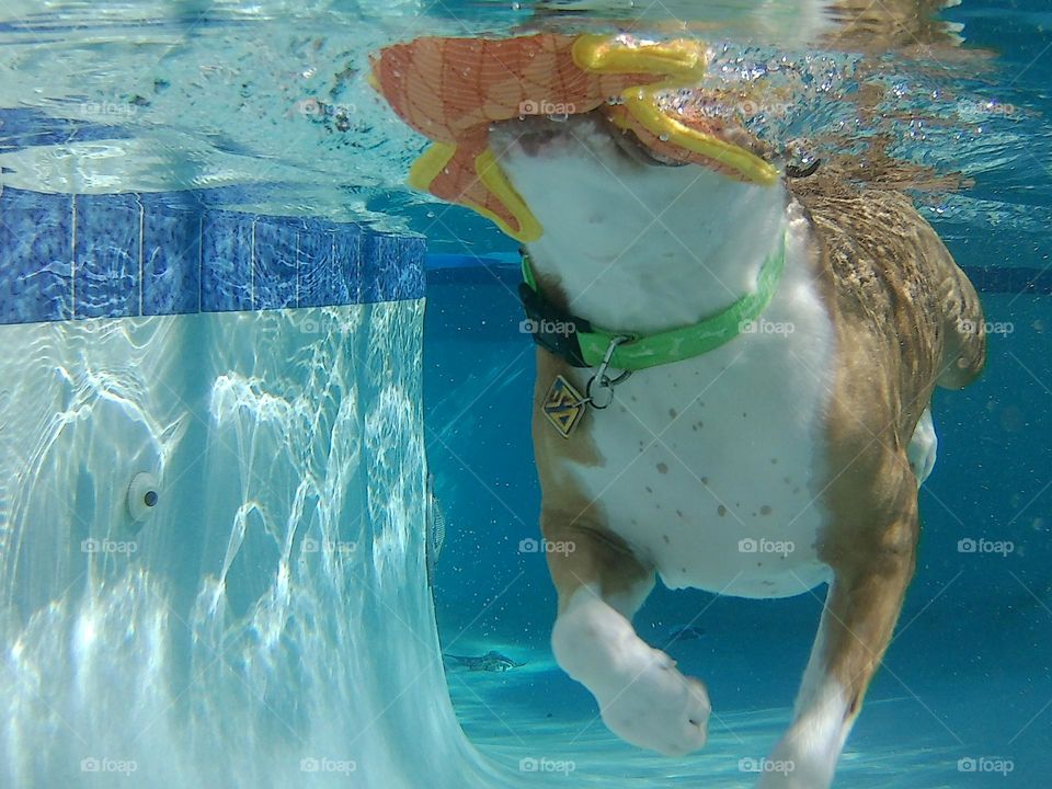 Beautiful rescue pitbull swimming in the pool