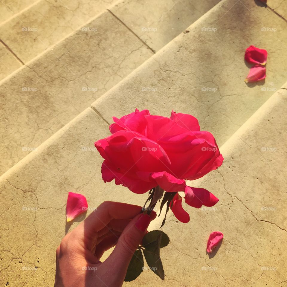 Rose with petal