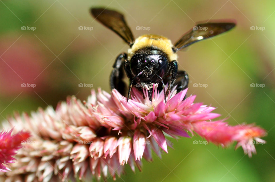 Close-Up Portrait of Bee on Pink Flower