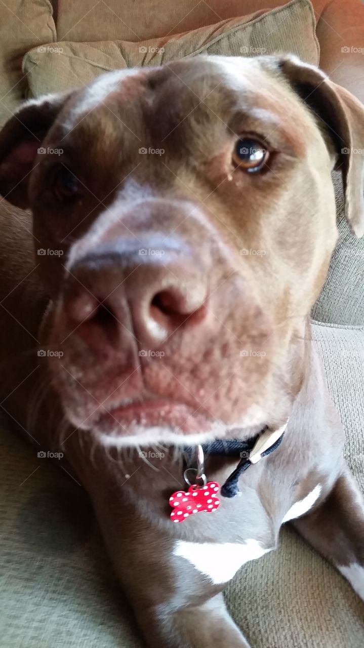 Remy2. My pit bull,  Remington. 