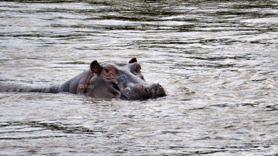 Hippo cooling off in the hot Africa sun