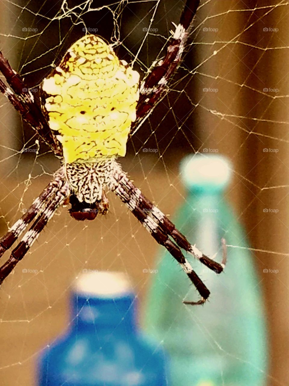 Spider, Arachnid, Spiderweb, Cobweb, Trap