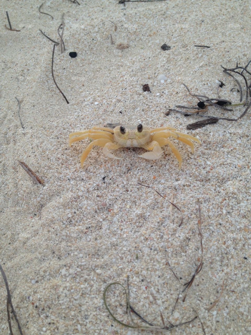 Mr  Crab
