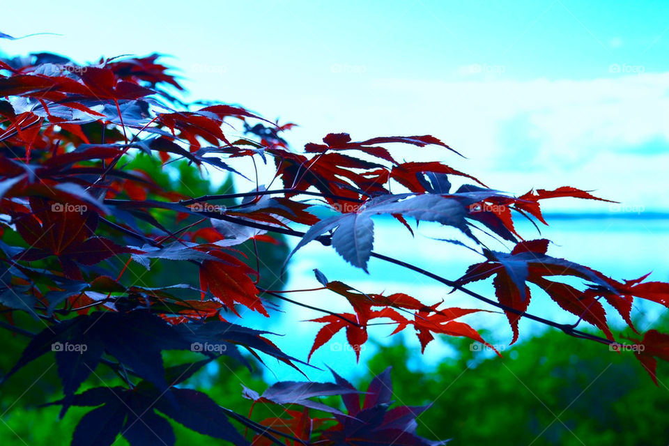 Red tree with a view