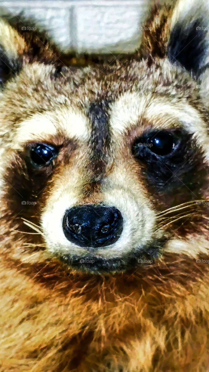 racoon close up