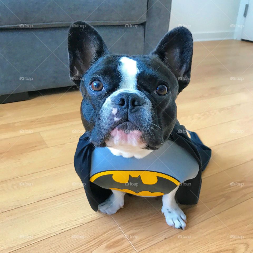 Adorable french bulldog (StellaTheFrenchie) in a Batman Halloween costume