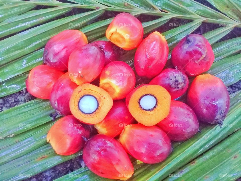 palm fruit seeds processed into croud palm oil