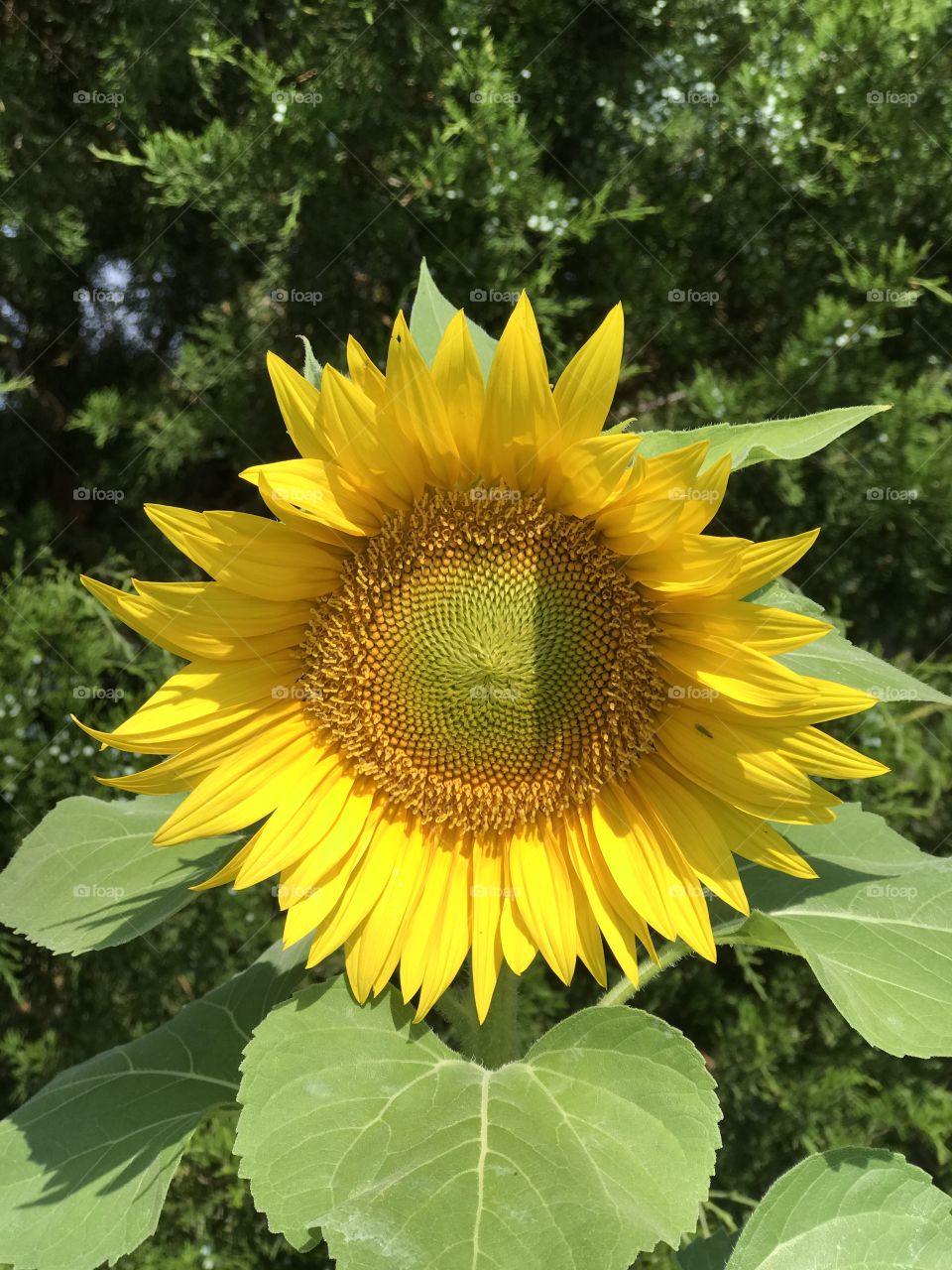 Happy Sunflower 