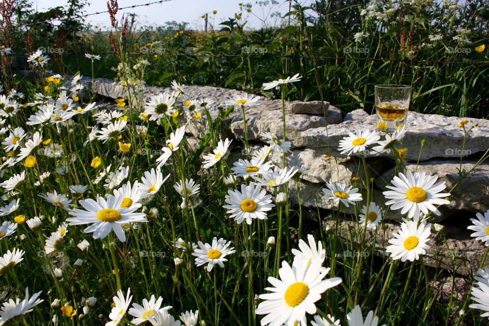 Oxeye Daisy
