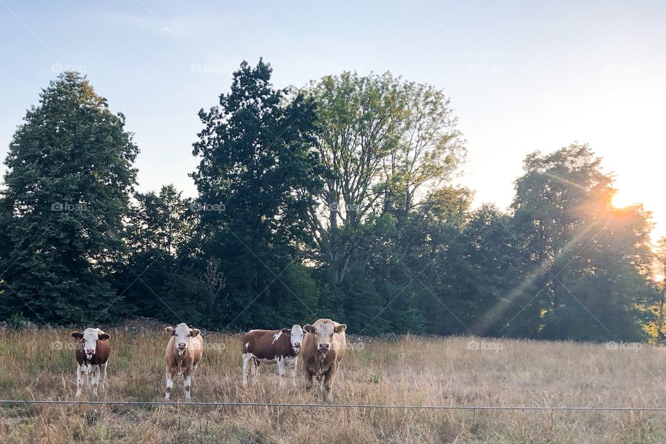 Cows in a pasture during golden hour