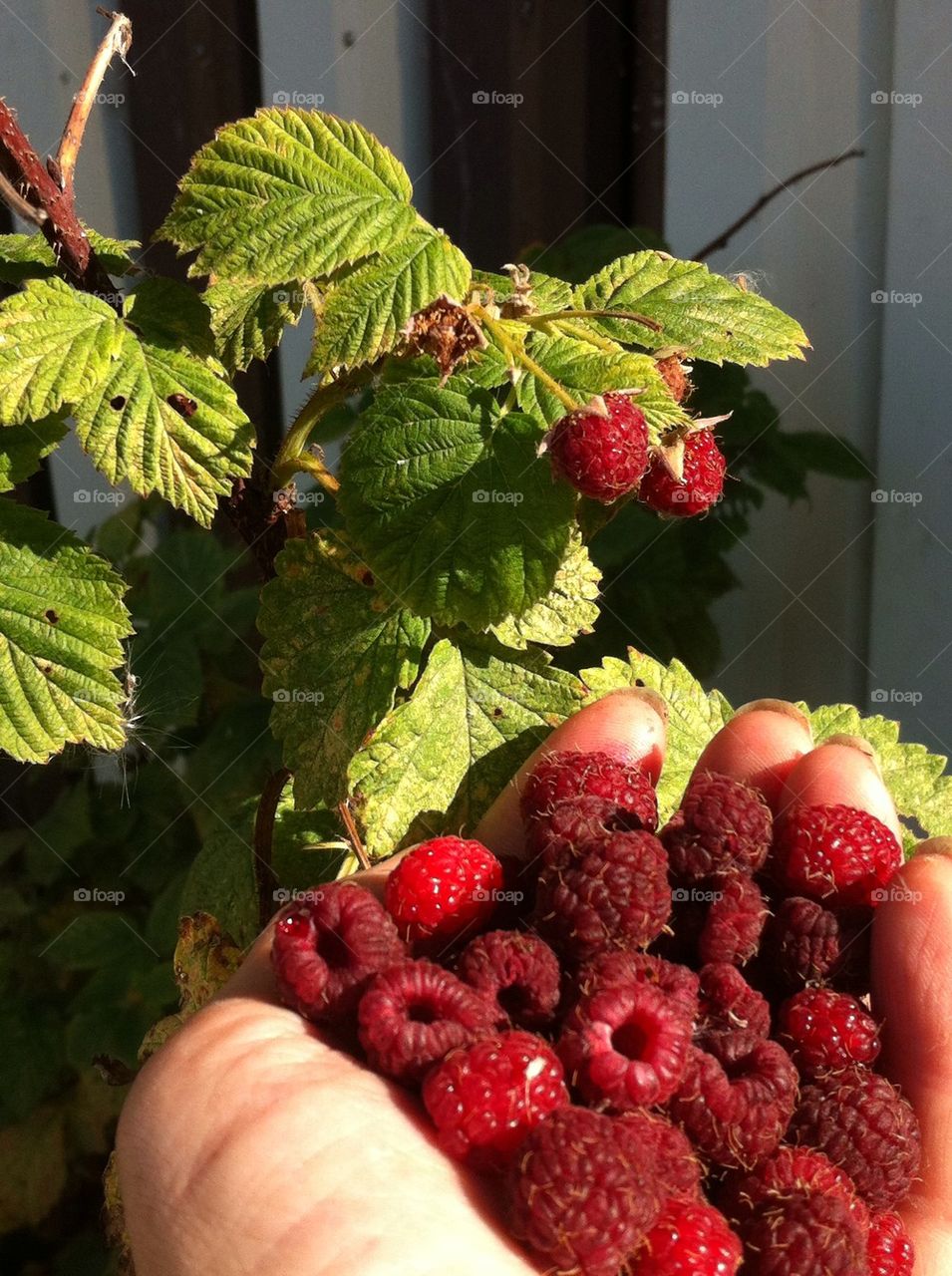 Fresh Picked Goodness