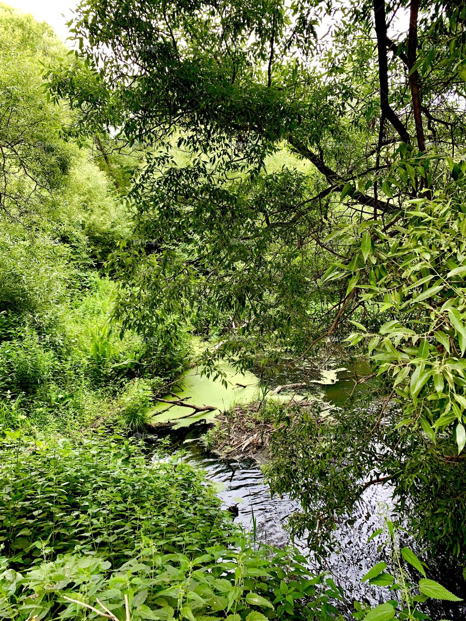 overgrown duckweed pond in the forest