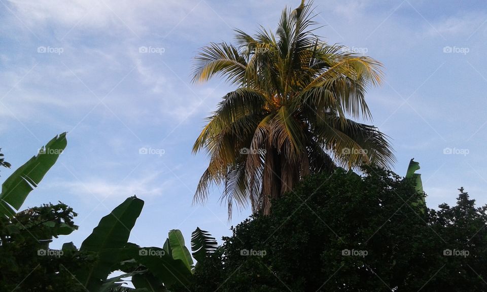 Palm, No Person, Tropical, Tree, Exotic