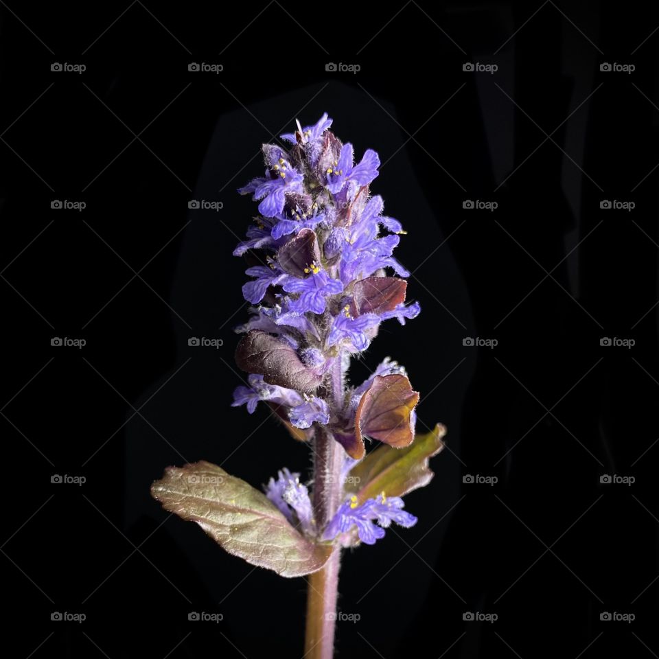 Beautiful plant in black background 