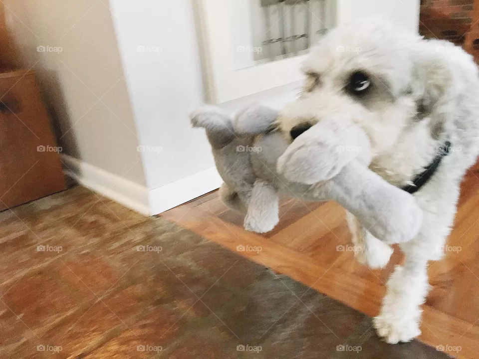 Dog on the move, slow shutter, earnest eyes, man’s best friend, Schnoodle with toy