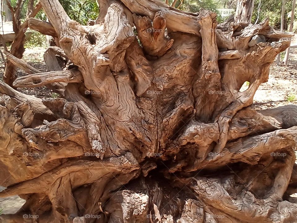 This is a large Driftwood like piece that has dried and preserved. It looks to be a tangle of branches and perhaps some roots.