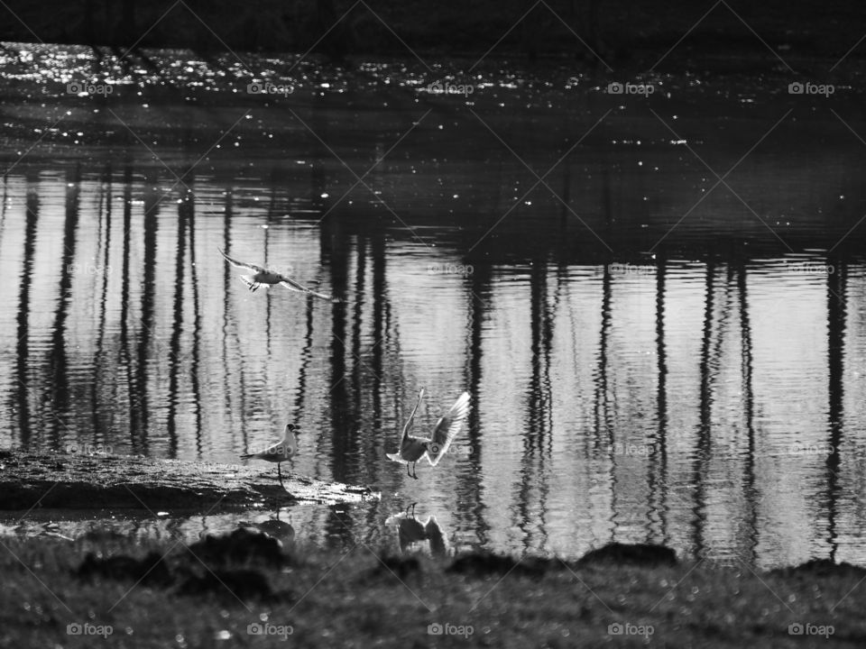 No Person, Water, Reflection, Lake, River