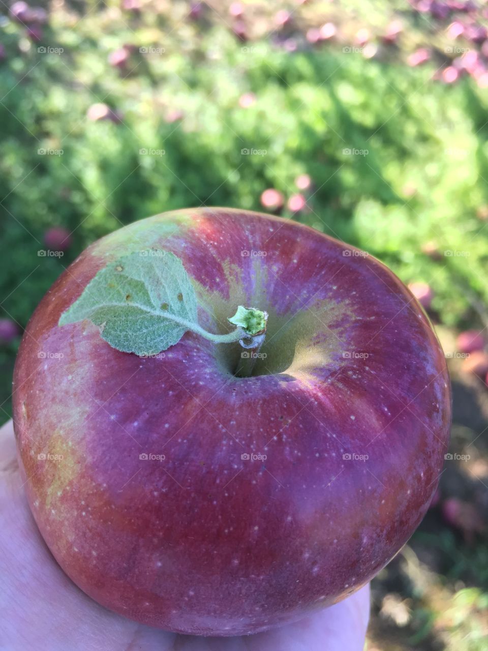 Perfect apple. 