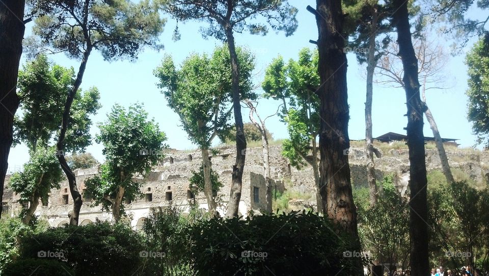 Pompeii Scavi through Trees