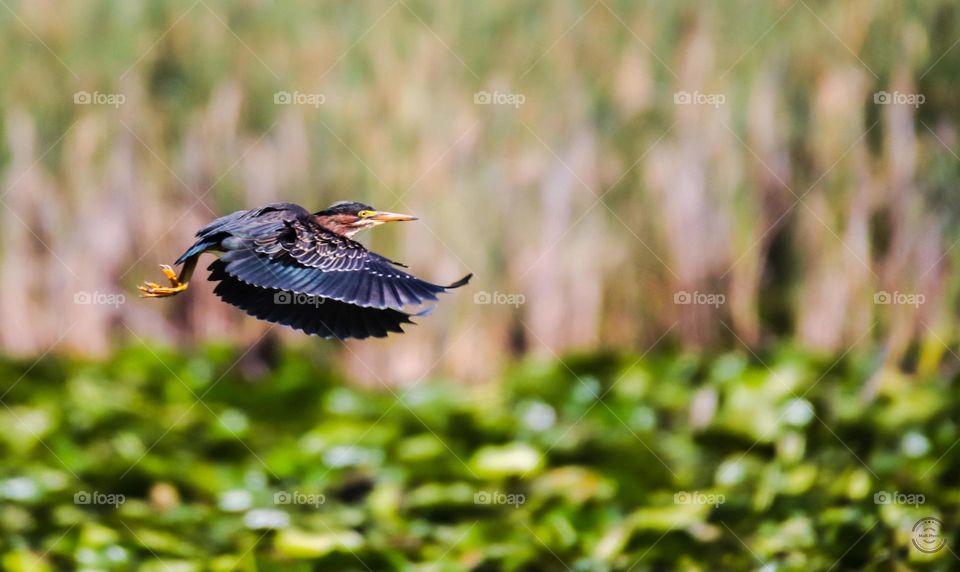 Green Heron