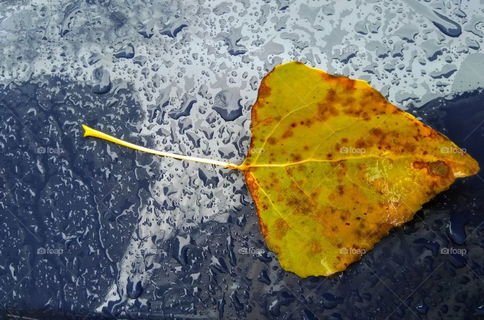 yellow leaf in the rain