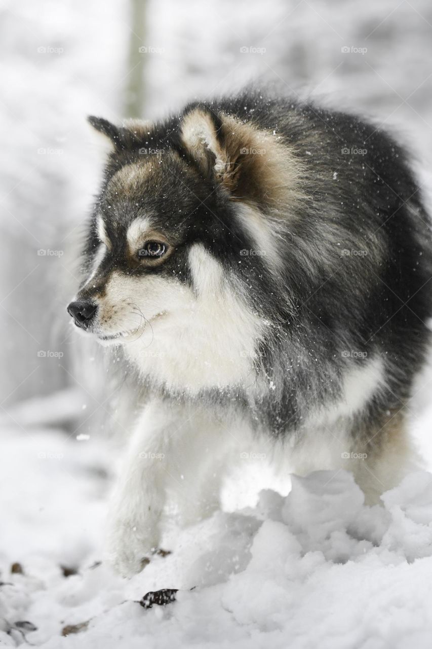 Portrait of a young Finnish Lapphund outdoors in winter season 