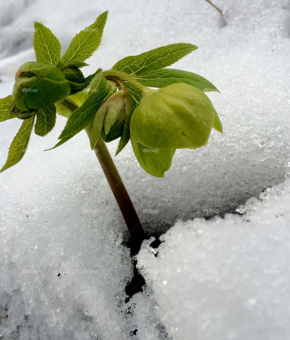 Close-up of plant growing in snow
