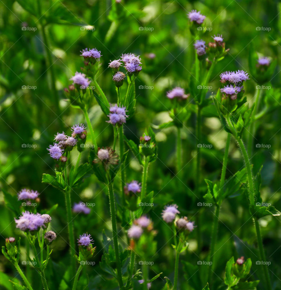 Greenish Bushes at the wild, with lavender color of flowers popping up.