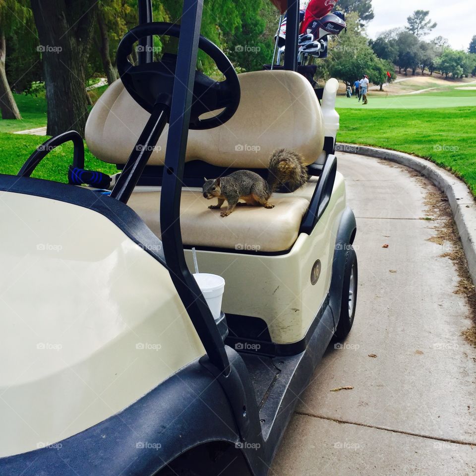 Golf Squirrel. This little guy was on our Golf Cart stealing our snacks every chance he got!