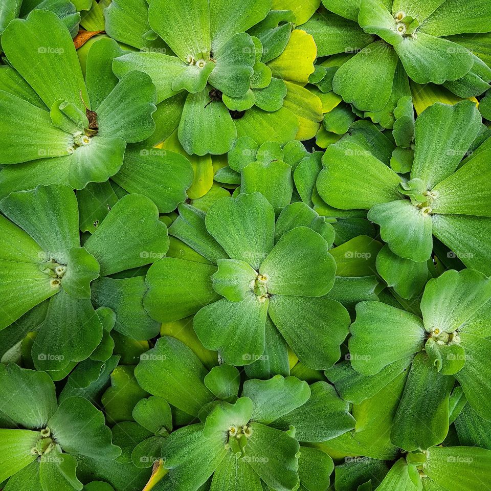 Plants floating on watre