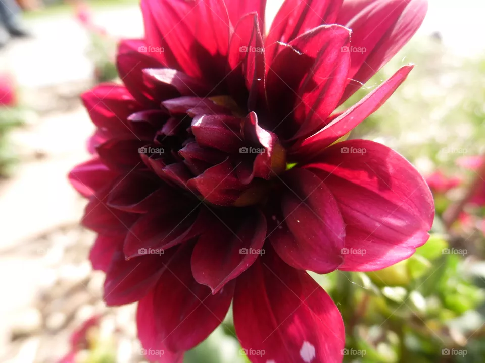 pink flower