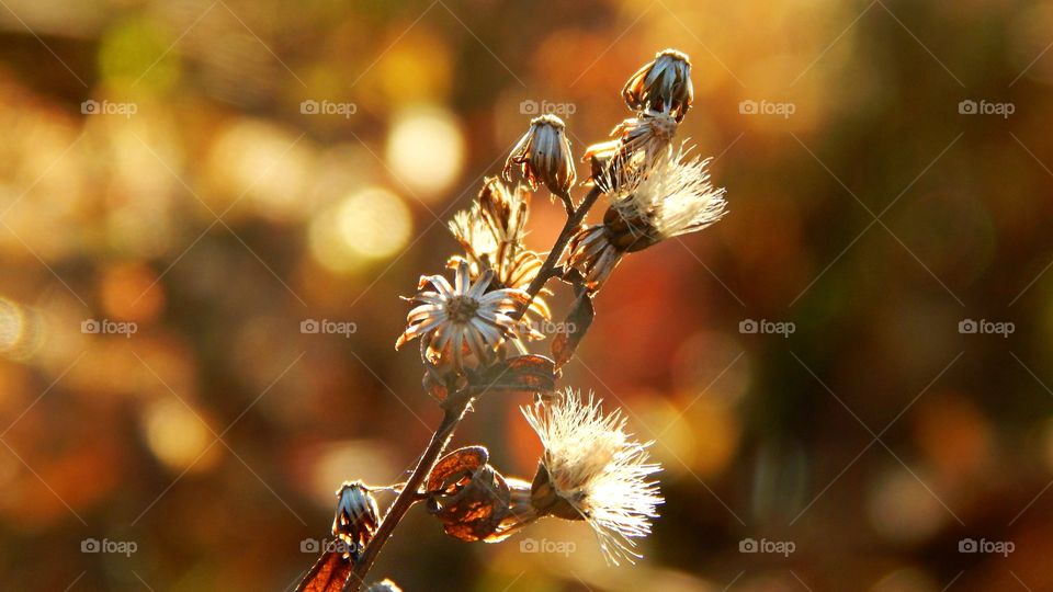 Warm flowers bloom in winter 