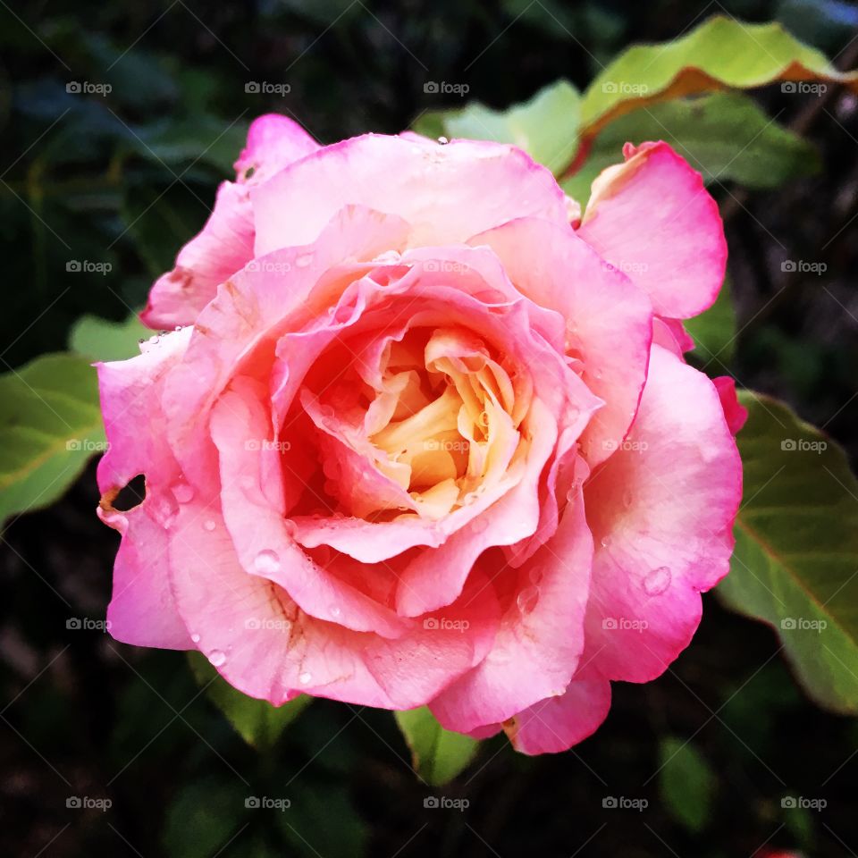 #GAROA DA VÉSPERA - 
🌼#Flores do nosso #jardim, para alegrar e embelezar nosso dia 24/12.
Vai apertar a #chuva?
🌹
#flor #flowers #flower #pétalas #garden #natureza #nature #flora 
#Jardinagem é nosso #hobby. 