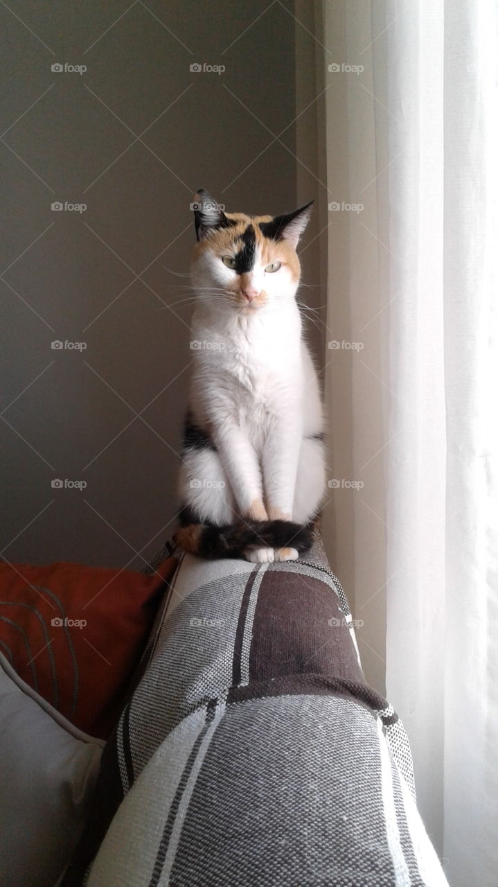 Calico tricolor cat sitting on the sofa