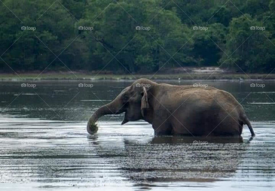 An elephant having a bath
