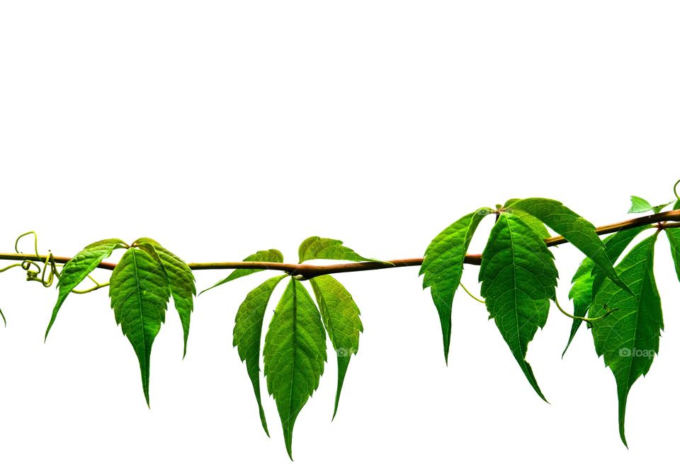 Beautiful Virginia Creeper vine isolated on white background, leaving plenty of text space. 