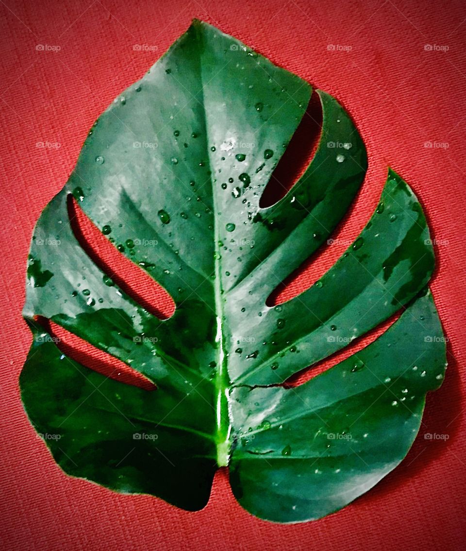 Contrast colors, monstera leaf on canvas