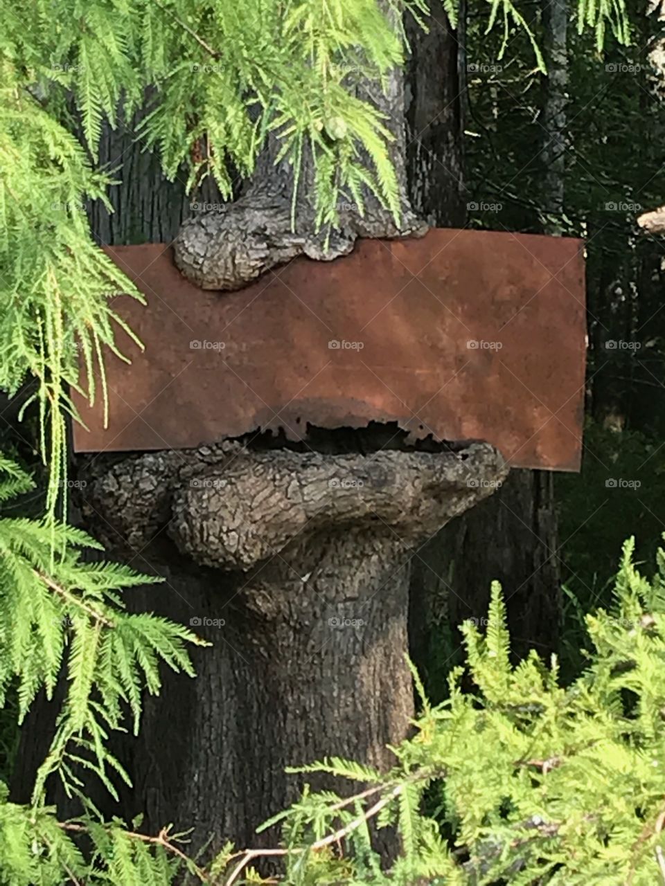 tree eating a sign