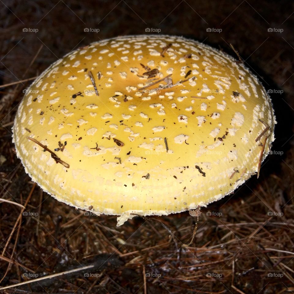 Top of yellow round mushroom cap with white dots. Grows in pine needles.