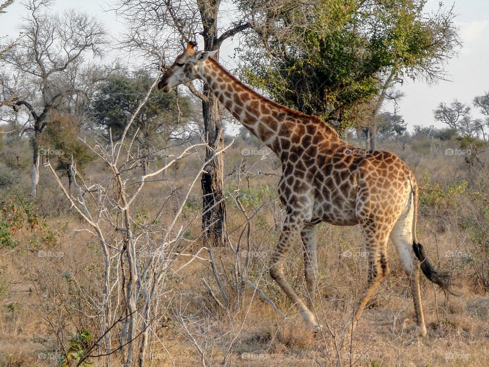 South Africa giraffe 