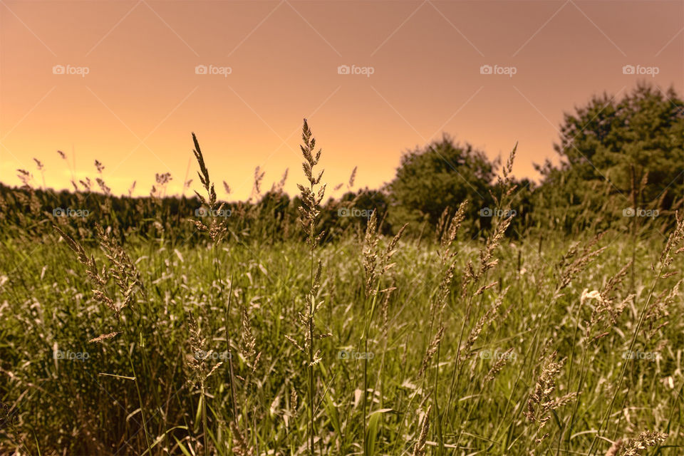 Twilight Prairie