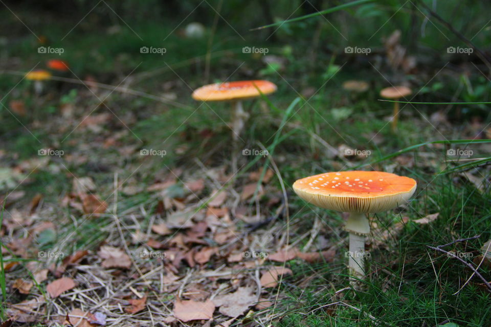 mushroom close up