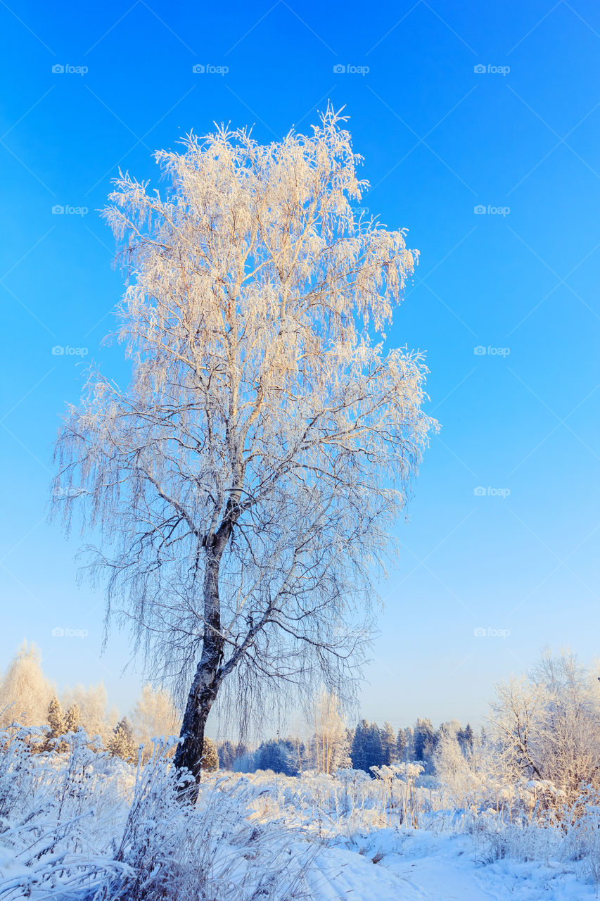 Birch