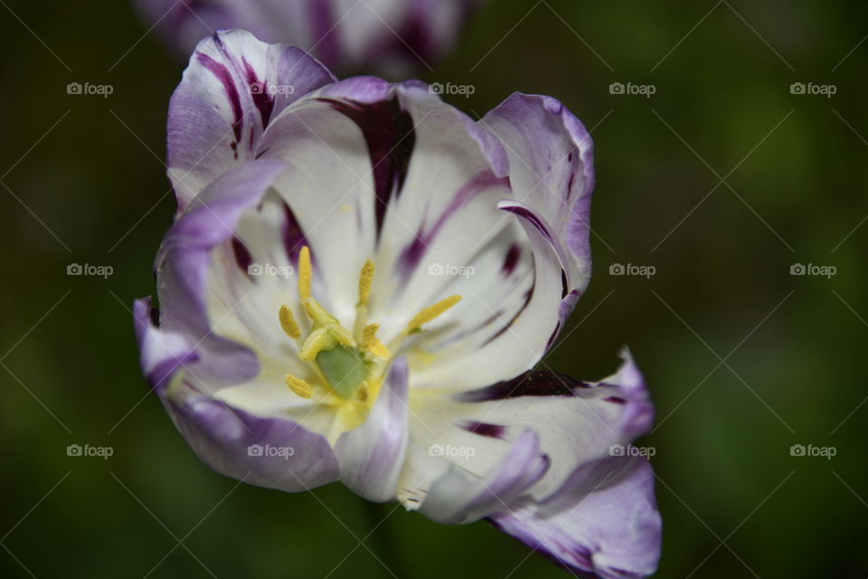 Jardín botánico, Madrid