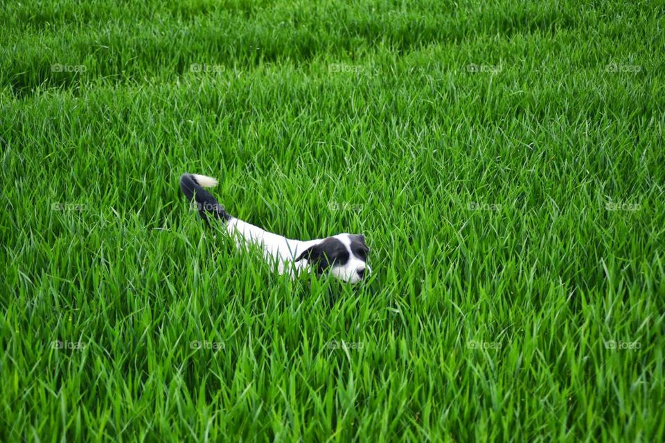 Dog in the grass