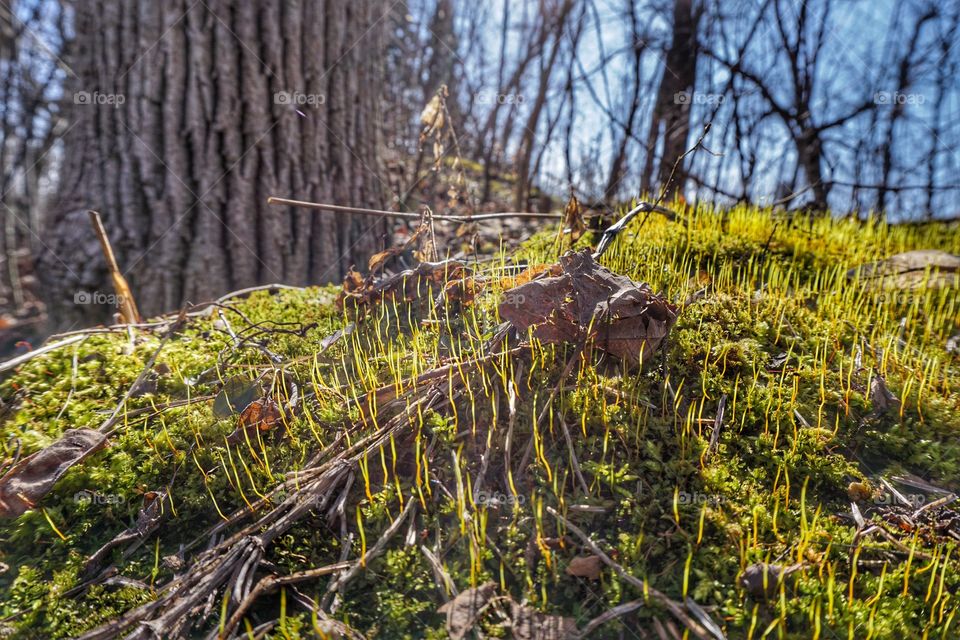 Close-up of dry plant