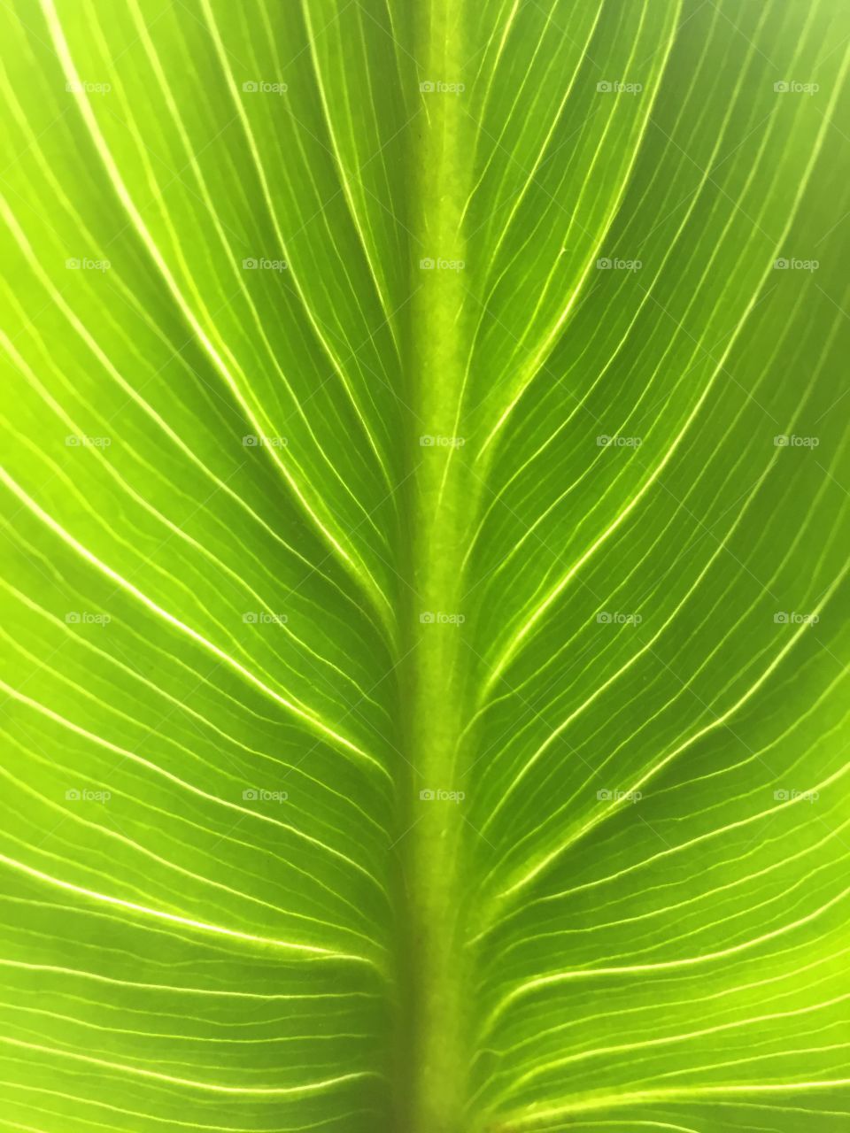 Green leaf 