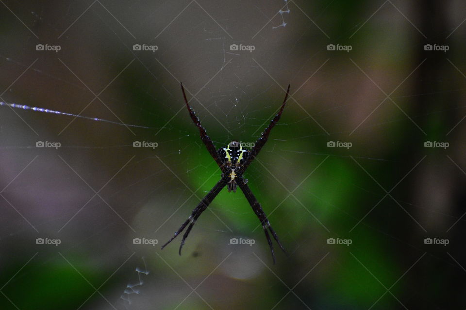 Spider is all set for it's prey, the countdown begins...