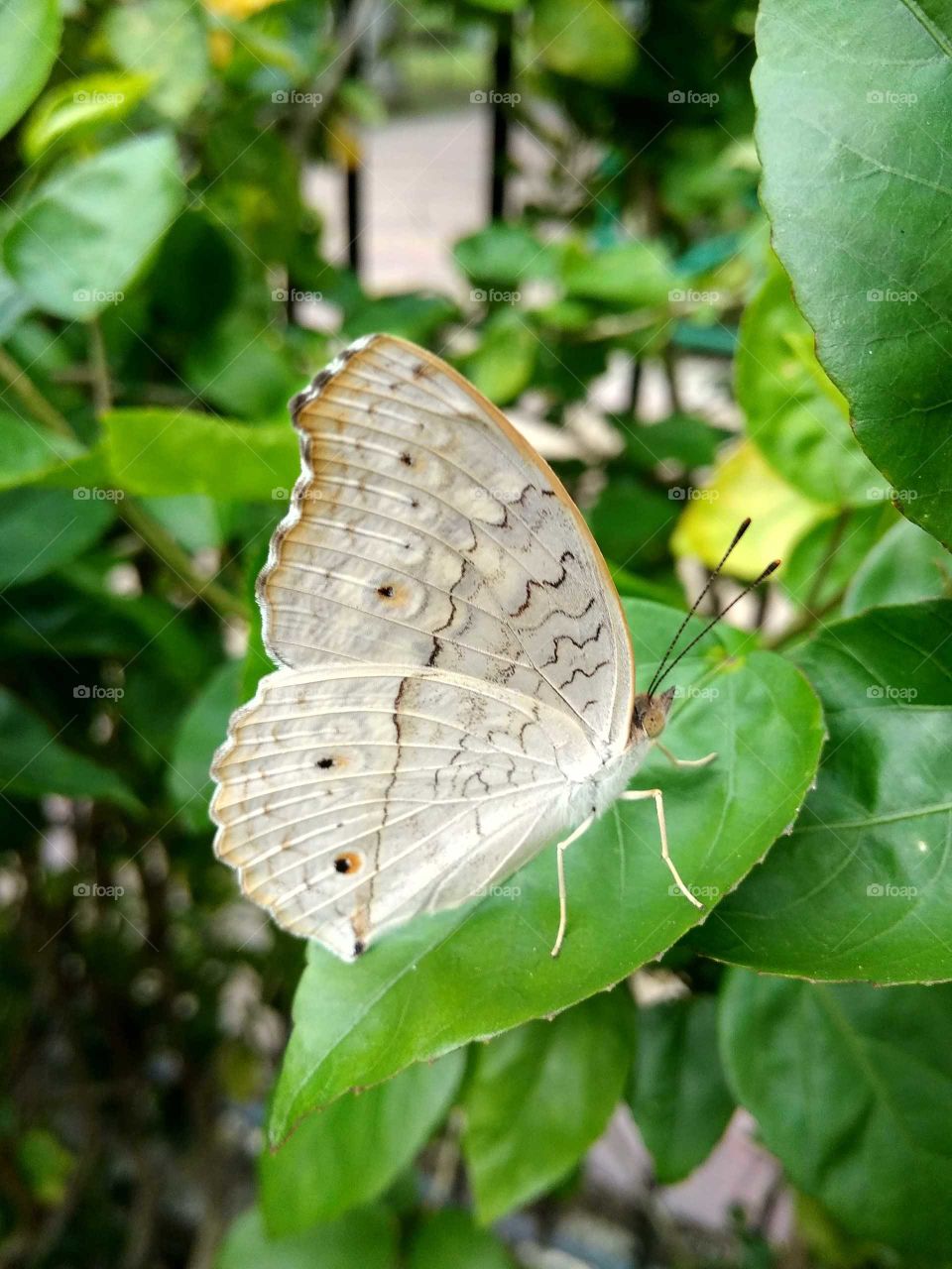 butterfly in the garden