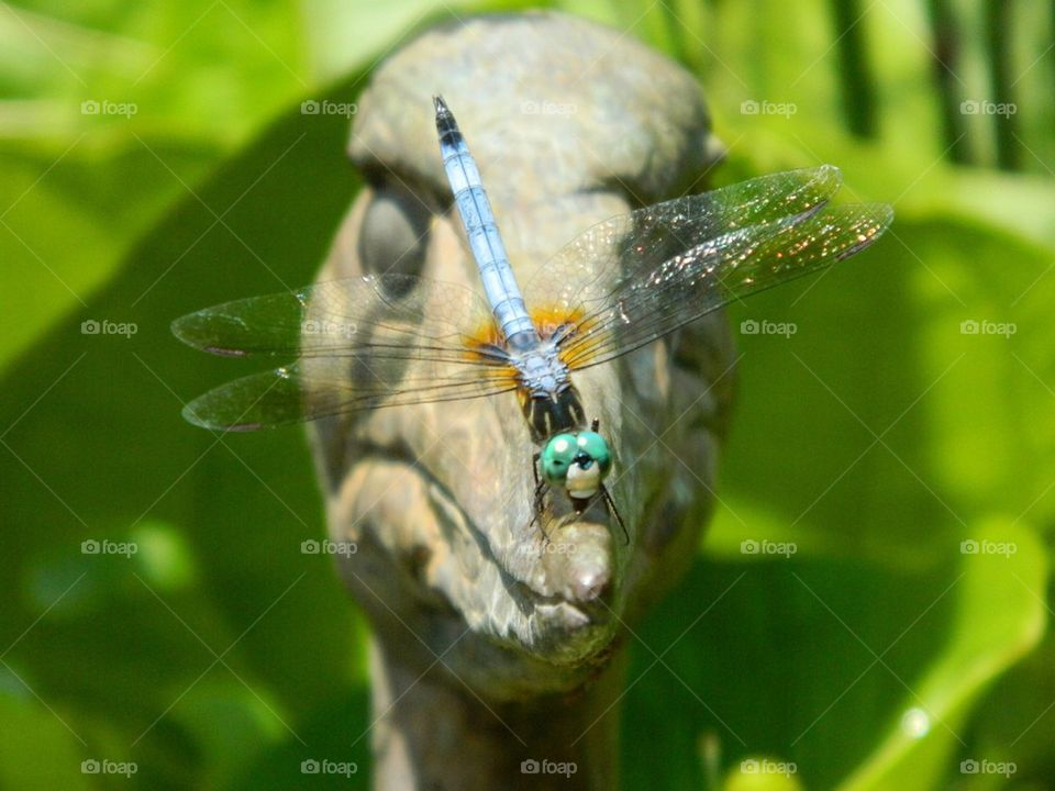 Dragonfly. 